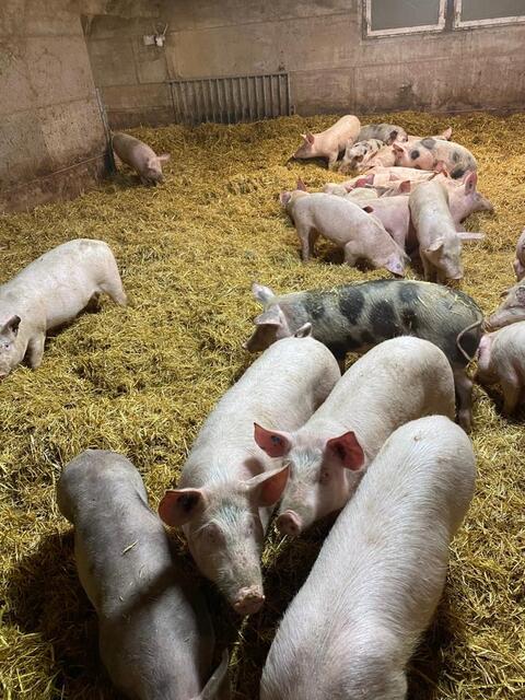 Die Aufhebung der Bestimmung im Tierschutzgesetz erfolgt voraussichtlich mit 1. Juni 2025. | Foto: Andreas Feiler