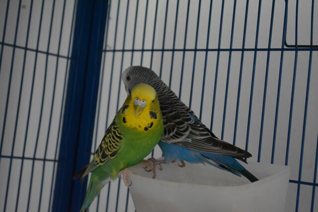 Hansi und Burli sind auf der Suche nach einem neuen Besitzer. | Foto: TSV St. Pölten