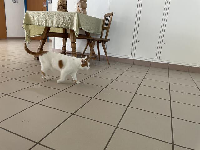 Hauskater "Maxi" | Foto: Rosa Besler