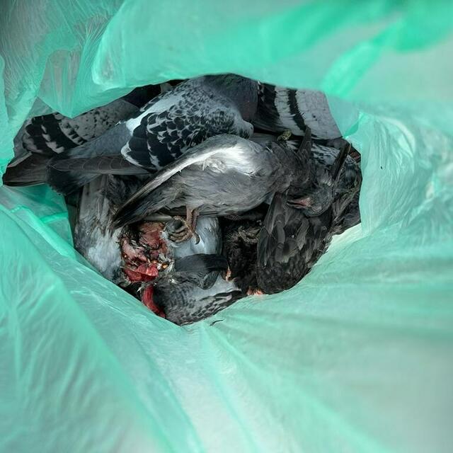 Die Tierrettung übergab die toten Tauben der Landesveterinärdirektion. | Foto: Österreichische Tierrettung