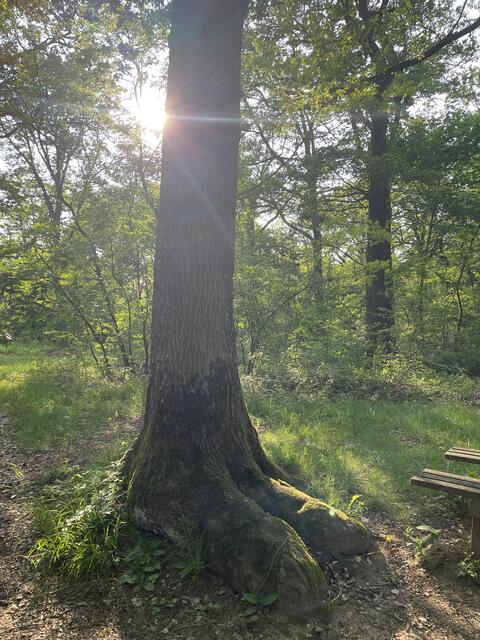 Foto: Alexandra Goll