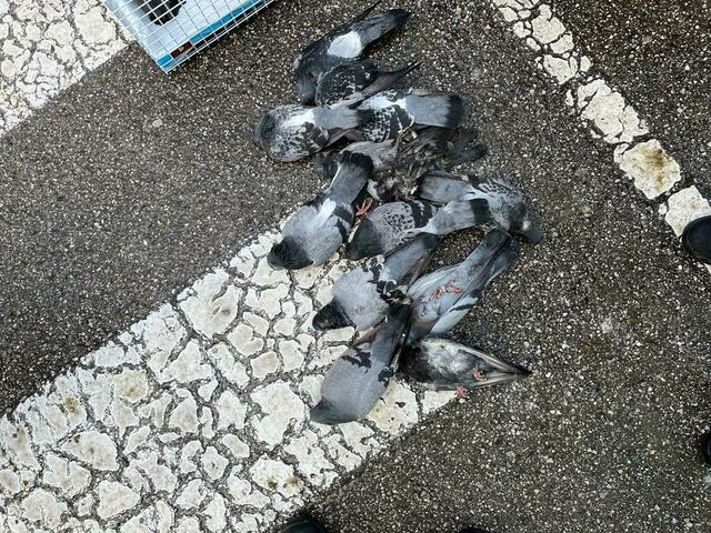 Foto: Österreichische Tierrettung