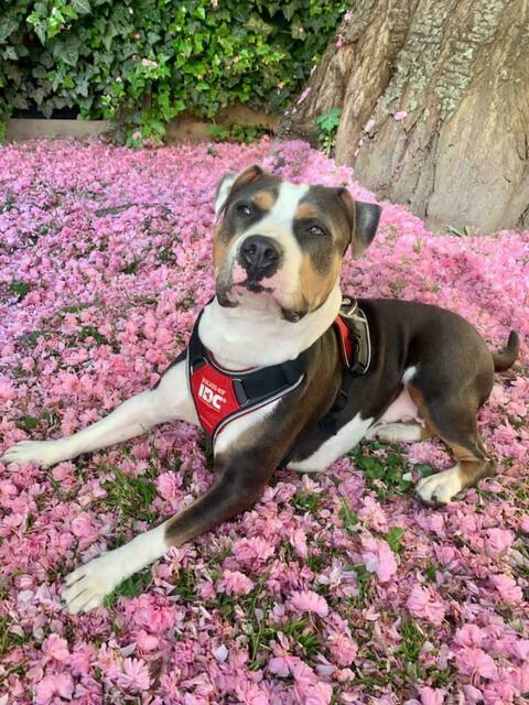Für seinen Hund sind in Innsbruck 124,80 Euro an Hundesteuer fällig. | Foto: BezirksBlätter Innsbruck