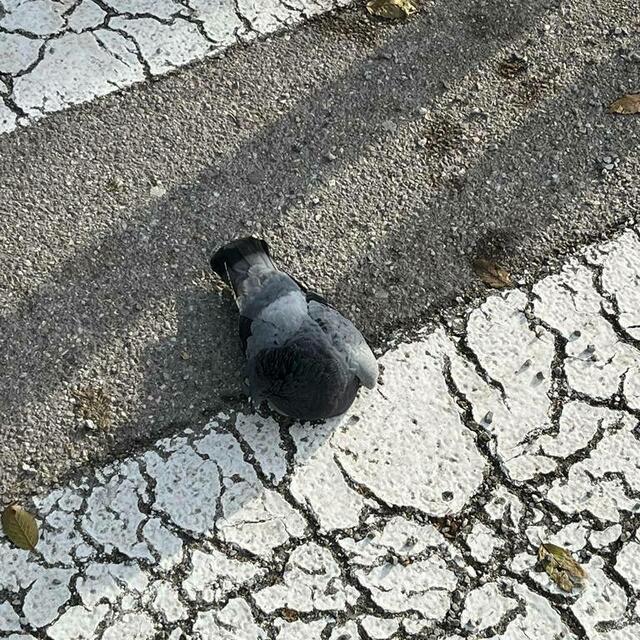 Am Freitag demonstrieren die ARGE Stadttauben und der VGT vor dem Schloss Mirabell für ein Taubenhaus. | Foto: Österreichische Tierrettung