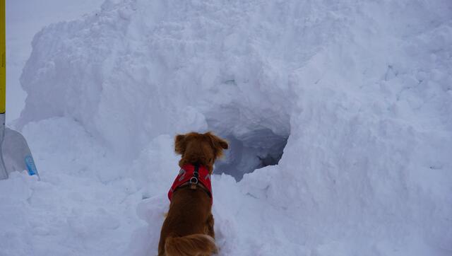 Das Suchen und Graben muss ebenfalls antrainiert werden. In der Schneehöhle wartet auf den Hund eine Belohnung. | Foto: Johannes Brandner