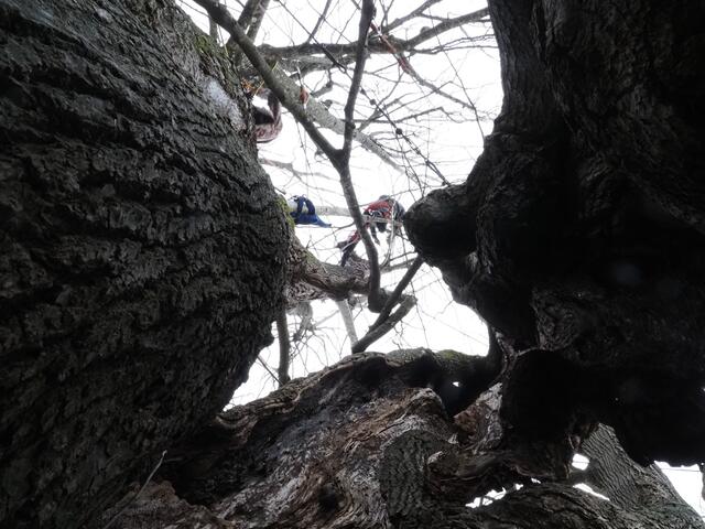 Die Linde ist hohl, das macht sie nicht nur besonders, sondern auch gefährdet. | Foto: Christian Rinner