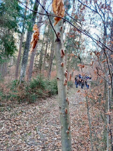 Selbst die Jungbäume sind nicht vom Hagel verschont geblieben. | Foto: KLAR! Naturpark Pöllauer Tal