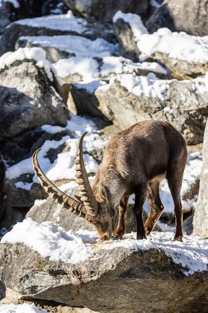 Die Steinböcke im Alpenzoo haben Paten, die mit ihnen Geburtstag feiern. | Foto: Thomas Steinlechner