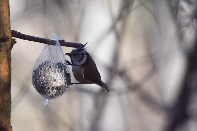 Foto: Jasmin Jung