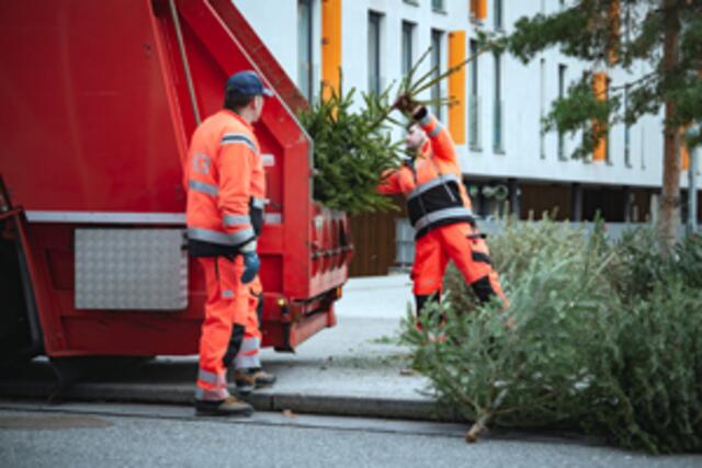 Noch bis 26.1 können Christbäume entsorgt werden. | Foto: IKB