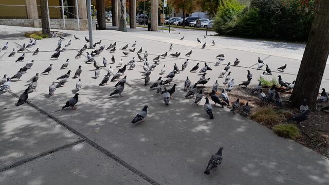Tauben gehören zum Haller Stadtbild. Damit dies so bleibt, sollte man die Tiere nicht füttern. | Foto: Stadtgemeinde Hall in Tirol