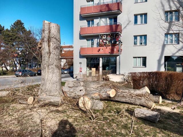 In Floridsdorf wurden vier Baumriesen gefällt. Das sorgt nicht für Fragen und Aufregung unter den Anwohnerinnen und Anwohnern, auch in der Bezirkspolitik ist man verärgert.  | Foto: privat