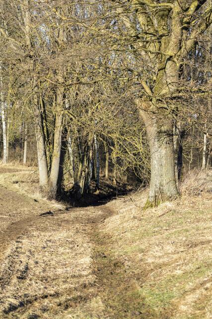 Die Person verletzte sich bei Arbeiten in einem Waldstück. | Foto: Daniel Scharinger