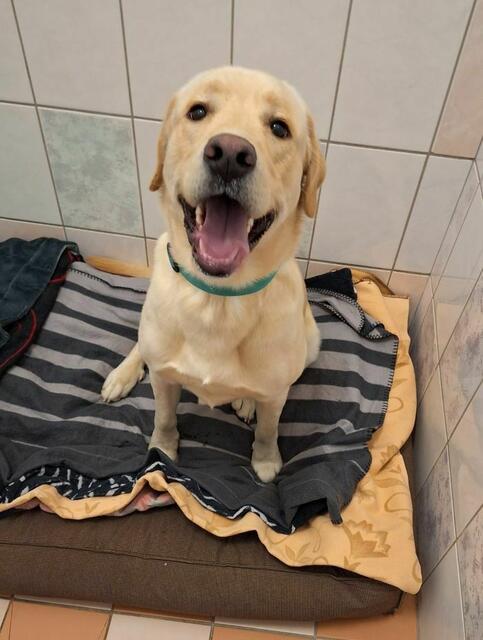 Der freundliche Jasper muss noch so einiges lernen – aber er stellt sich brav an. | Foto: Arche Wels