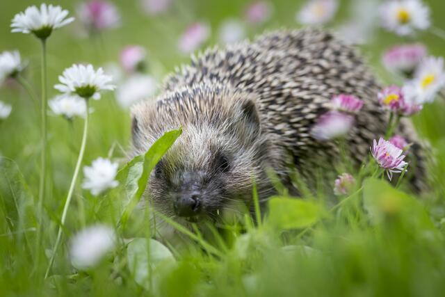 In naturnah gestalteten Gärten fühlen sich Igel wohl. | Foto: Pixabay