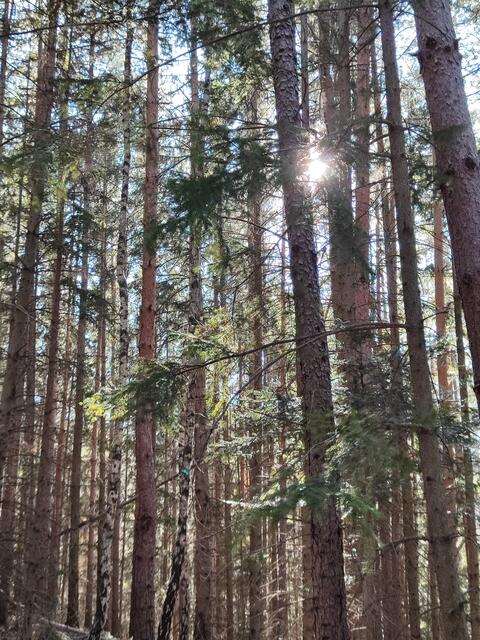 schön wie die Sonne durchblinzelt... | Foto: I.Wozonig