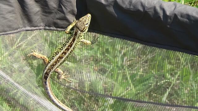 Die Zauneidechse ist streng geschützt. | Foto: Wechselberger