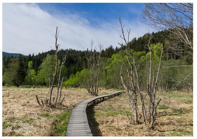 Das Hörfeld Moor im Naturpark Zirbitzkogel-Grebenzen im Grenzgebiet zwischen Steiermark und Kärnten. | Foto: Martina Gerhalter