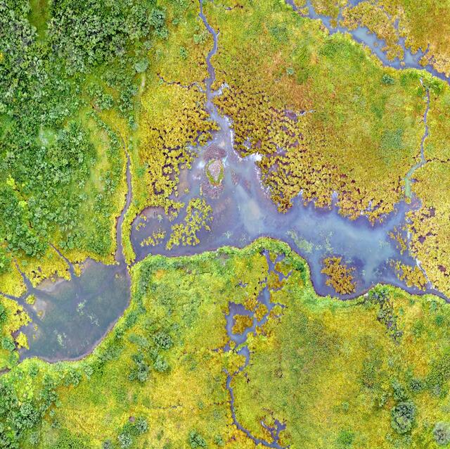 Sümpfe, Moore, Auwälder und Co. sind für die Natur und uns Menschen von enormem Wert. | Foto: USGS / Unsplash