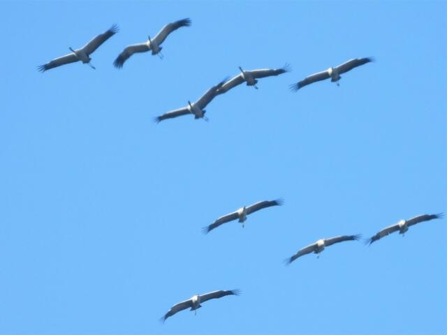Die VetMed erforscht die Gesundheit von Zugvögeln anhand von Wachteln. Besonders das Immunsystem der Tiere steht im Fokus.