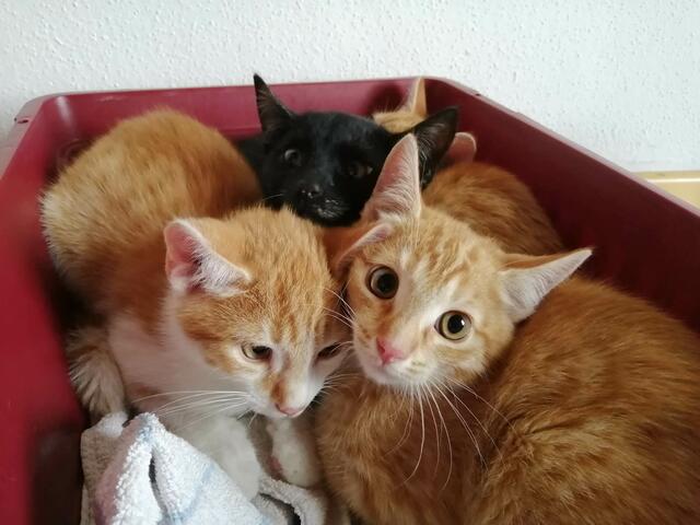 Foto: Gut Aiderbichl