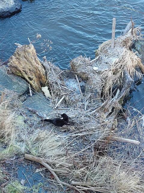 Die Kremserin Margarete Rath machte eine ganz besondere Entdeckung: Im Zuge eines frühmorgendlichen Ausflugs an die Krems begnete ihr ein Nerz. | Foto: Margarete Rath