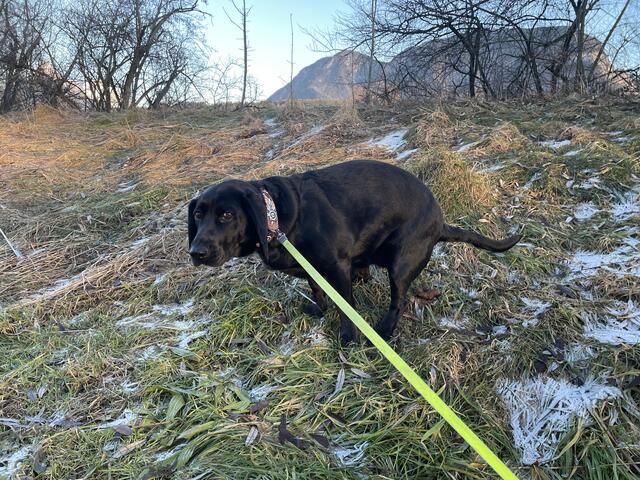 Immer mehr Menschen lassen den Kot ihren Hundes achtlos liegen. Dabei zählt die Stadt Kufstein unter anderem zu den Hotspots der "Gassi-Sünder". | Foto: Nimpf
