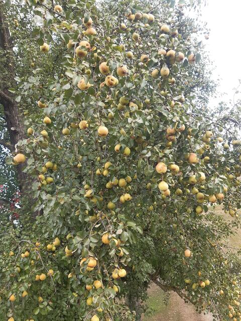 Eine Stieglbirne im dritten Jahr nach dem Schnitt | Foto: Engelbert Wieser