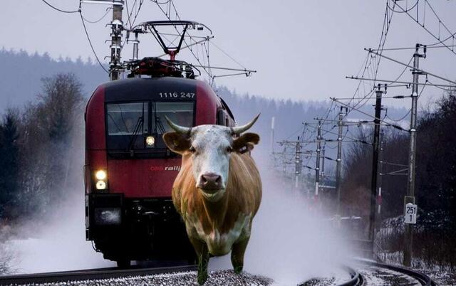 Symbolbild | Foto: Fotocollage Pixabay