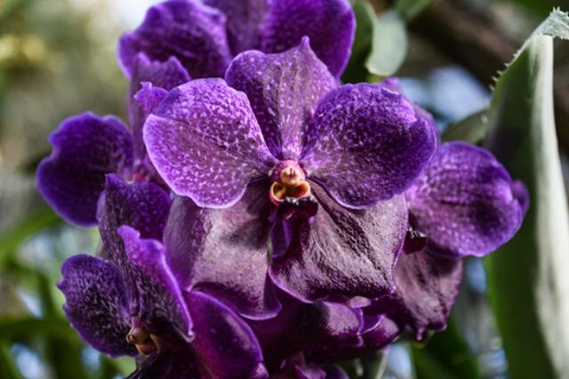 Der Botanische Garten lädt am 10. und 11. Februar zum Eröffnungswochenende der Orchideen-Ausstellung ein.  | Foto: Stadt Linz