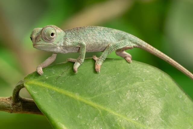 Vier Jungtiere des Vosseler-Zweihornchamäleons sind in Schönbrunn zur Welt gekommen. | Foto: Daniel Zupanc