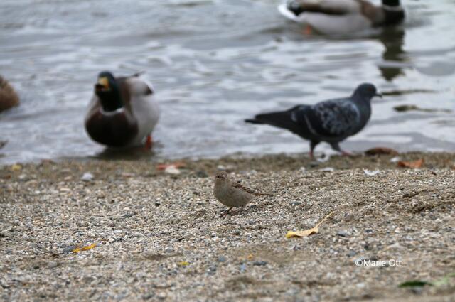 Spatz an der Mur