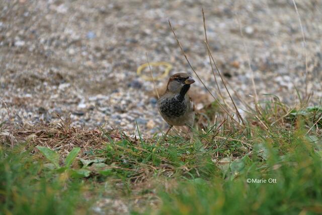Vogel an der Mur