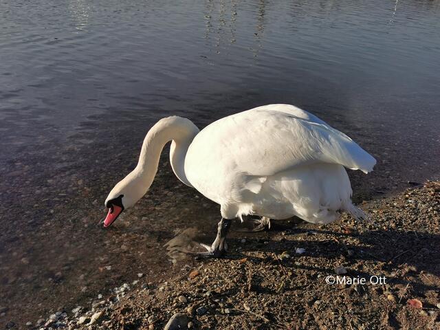 Schwan, Mur, Graz