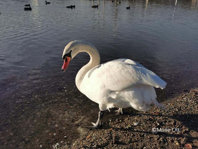 Schwan, Graz, Mur