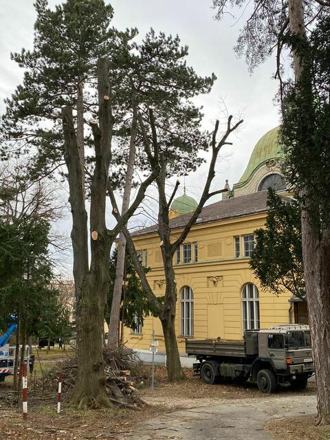 Baumschnittarbeiten finden auch auf dem Gelände statt.  | Foto: privat