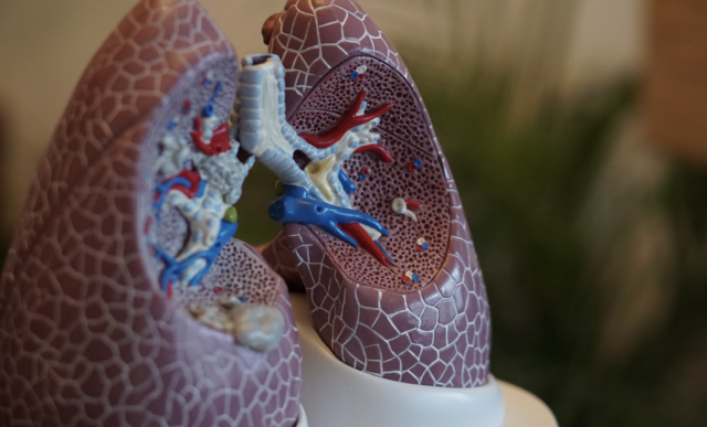 Die krebserregenden Stoffe gelangen beim Rauchen nicht nur in die Atemwege, sondern über das Blut in den ganzen Körper.  | Foto: Unsplash