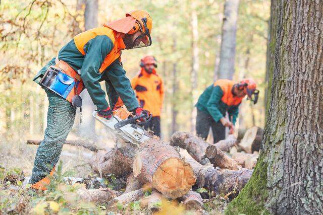 Waldbauern wurden mit Schutzausrüstungen ausgestattet. (Symbolfoto) | Foto: stock.adobe.com/at/Robert Kneschke