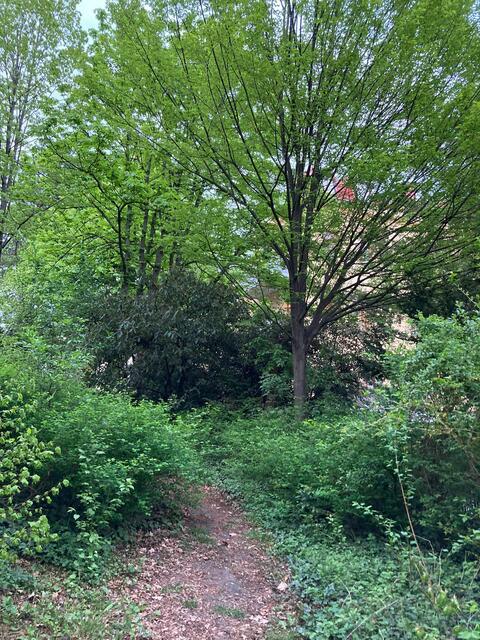 Dicht und grün der frühere Bewuchs im Invalidenhauspark. | Foto: privat