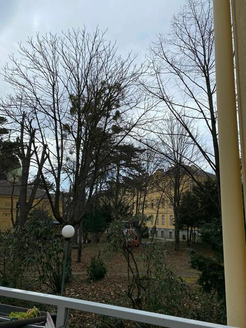 Viele Sträucher gibt es nicht mehr im Park.  | Foto: privat