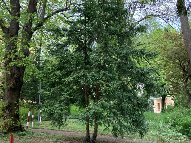 Ein Bild aus alten Zeiten: So sah es früher einmal im Park aus.  | Foto: privat