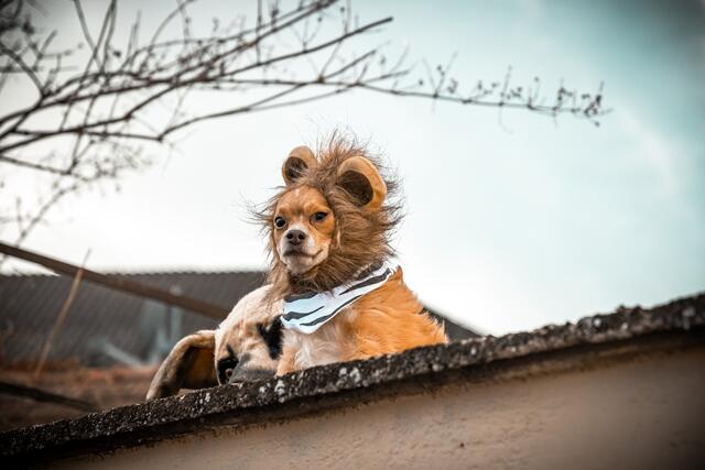 Foto: Harald Walzer