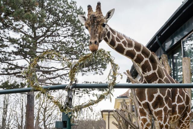 Mit Verliebten-Rabatten und einer kostenlosen Führung lockt der Tiergarten Schönbrunn am Valentinstag. | Foto: Daniel Zupanc