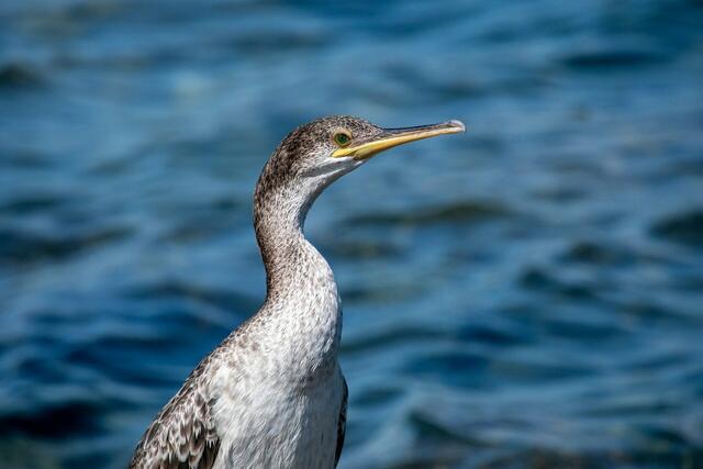 Rabenvögel, Grau- oder Fischreiher sowie Kormorane richten in Salzburg zum Teil sehr große Schäden in der Land- und Fischereiwirtschaft an. Das Land Salzburg wird deshalb die Bestände durch Bejagung aktiv regulieren, um ein Umweltgleichgewicht wiederherzustellen. (Symbolbild) | Foto: pixabay.com
