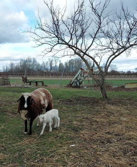 Im Nationalpark Illmitz gibt es auch in den kälteren Monaten so einiges zu sehen!  
 | Foto: Renata Hummer-Fotografie