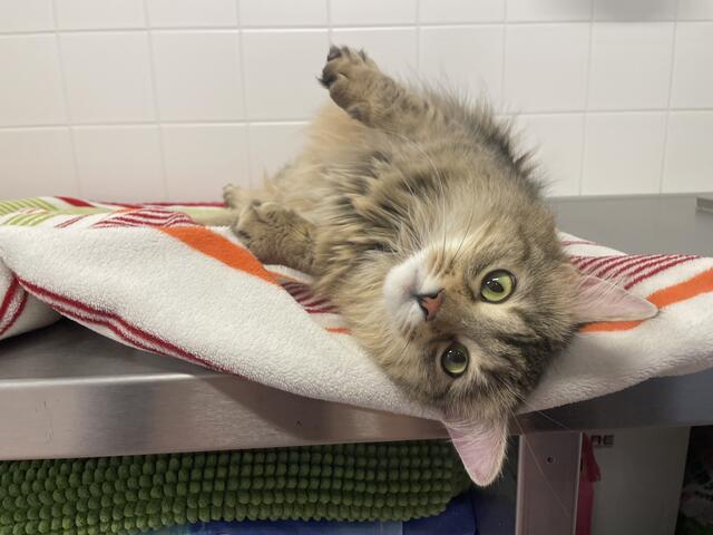 Die Langhaarkatze "Layla" ist hochträchtig, trotzdem wurde sie auf einer Brücke ausgesetzt. | Foto: Tierquartier Wien