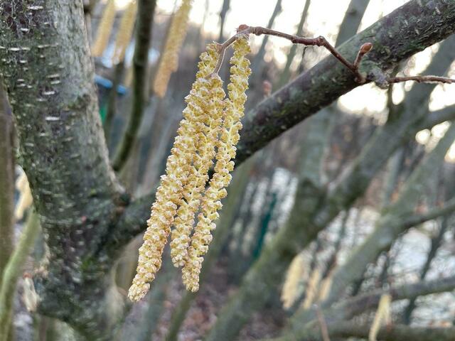 Die Haselnuss ist auch schon in Frühlingsstimmung. | Foto: MeinBezirk/NÖ