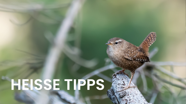 Auch der Zaunkönig fühlt sich auf der Benjeshecke wohl.  | Foto: pixabay.com