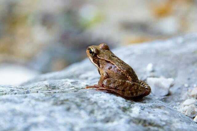 Wer den Fröschen bei ihrer Wanderung helfen will, kann sich bei der Froschklaub-Börse des Naturschutzbundes informieren. Auch in Tirol gibt es einige Möglichkeiten. | Foto: unsplash/Samuel Giacomelli (Symbolbild)