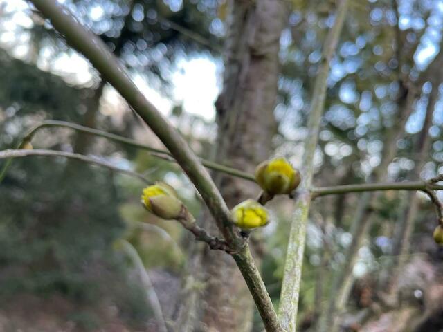 Frühe Knospen der Kornelkirsche | Foto: MeinBezirk/NÖ